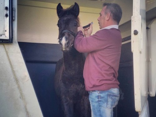 transports chevaux confort securite_4929
